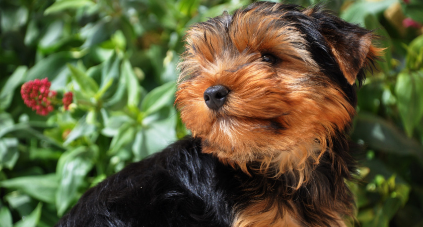 История самой маленькой служебной собаки в мире: что входит в ее обязанности