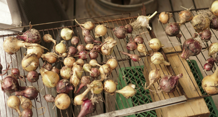 Сажаю озимый лук 15 лет и забыл про стрелки. 3 дедовских правила дают урожай в 2 раза больше