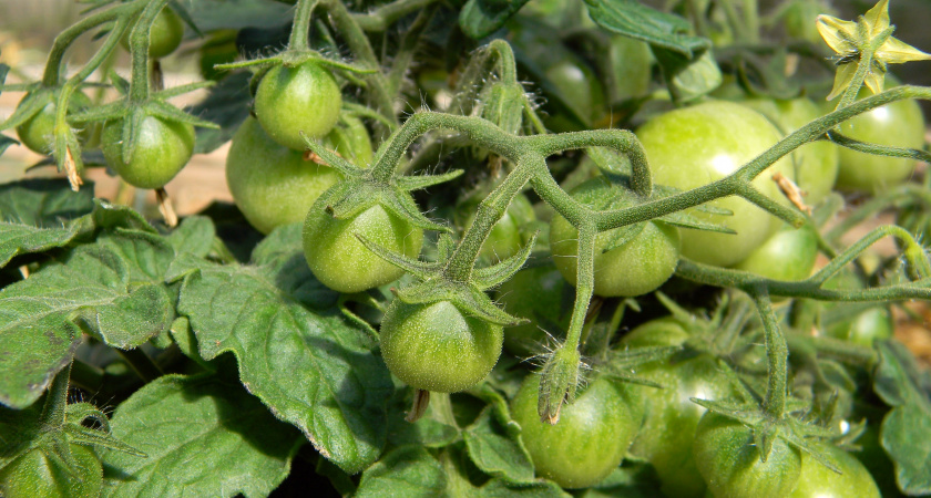 Осенью легче всего предотвратить фитофтору! 200 мл на ведро воды, полейте землю — и летом на помидорах фитофторы точно не будет