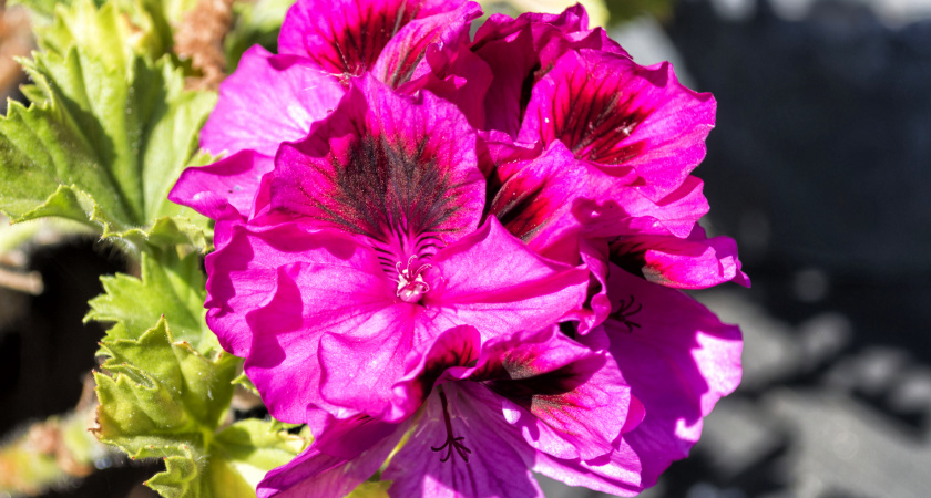 Нарезаю черенки пеларгонии в сентябре вопреки советам интернета. За 15 лет ни один один из них не погиб