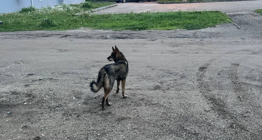 Владелица собаки в Вологодской области выплатит 30 000 рублей за укус 8-летнего ребенка