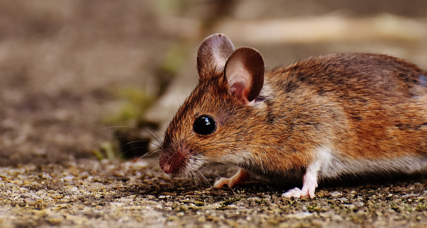 Избавьтесь от грызунов навсегда: эффективный способ из СССР, как легко прогнать всех мышей с дачи