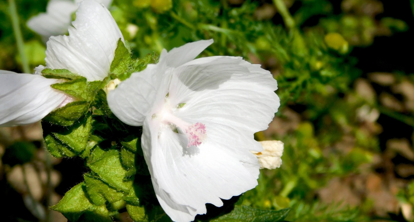 Вологодскую область ожидает ясная и тёплая пятница