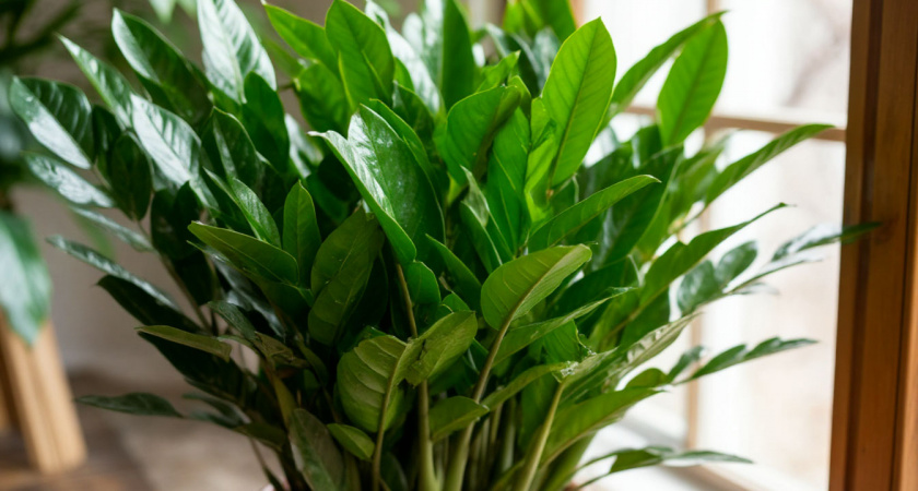 Для наращивания листьев замиокулькасу — необходимо: 1 гр. на литр — и суккулент мощнее баобаба