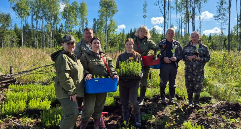 В Вологодской области высадили миллионы деревьев в рамках всероссийской лесовосстановительной кампании