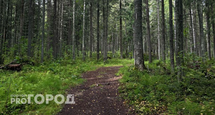 В Вологодской области пенсионерка погибла, заблудившись в лесу 