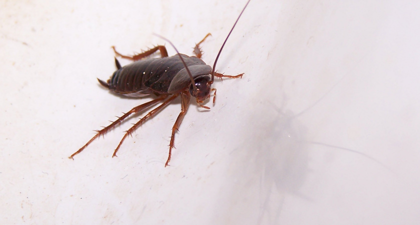 Разложите по одной веточке по углам — тараканы забудут дорогу и аромат на всю квартиру