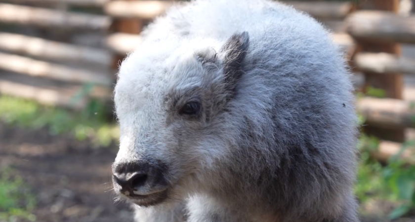 В семье яков Ская и Ангелы в Зоосаде Деда Мороза в Вологодской области растет здоровый теленок