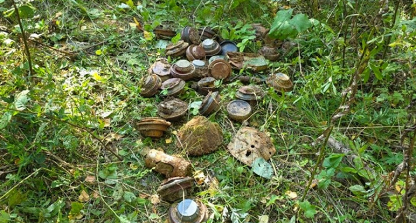 Более 30 боеприпасов нашли грибники в лесу под Вологдой