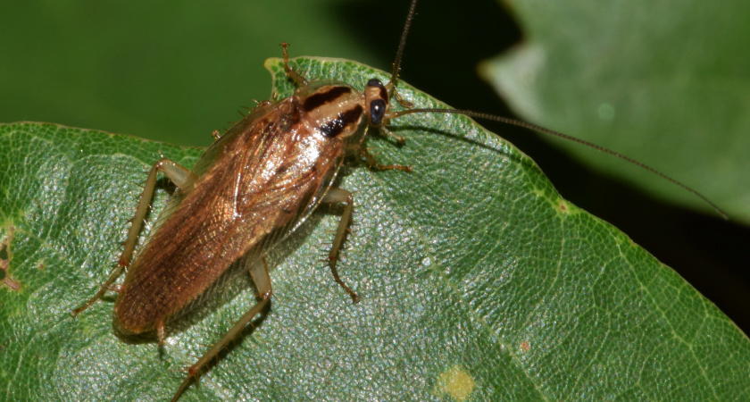 Это средство избавляет от тараканов мгновенно: никакая химия не нужна - больше не возвращаются