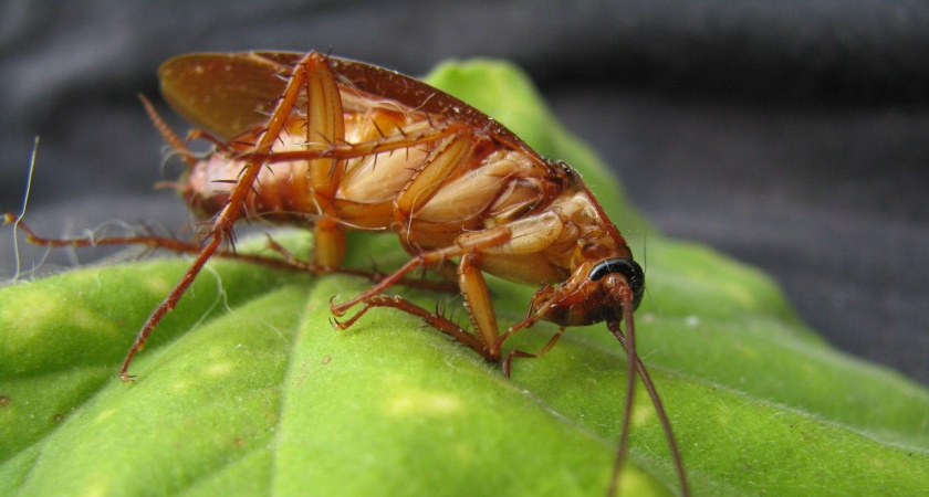 Вот что обязательно надо сделать в доме, чтобы избавиться от тараканов: запомните раз и навсегда