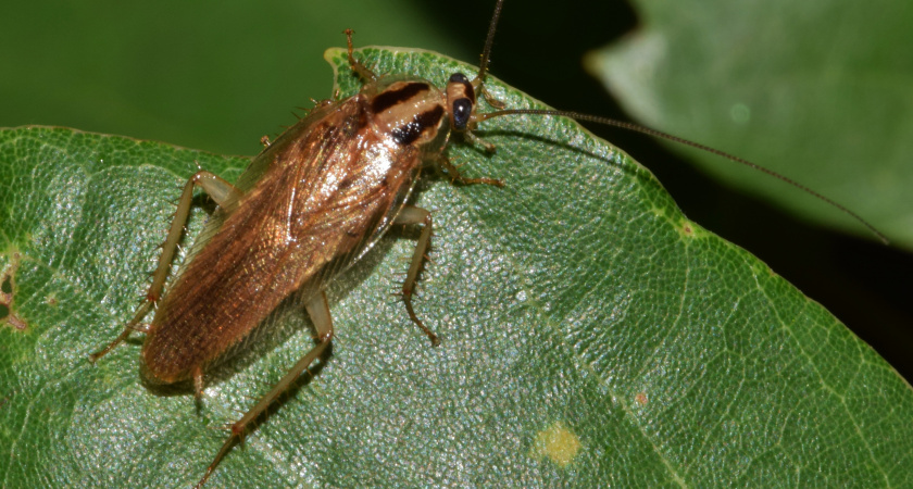 Советские хозяйки боролись с тараканами только так: забытое, но действенное средство