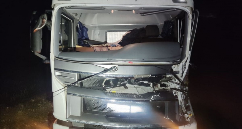 Водитель фуры пострадал в Вологодской области после столкновения с лосем