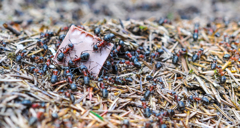 Муравьи сбежали и больше не приходят: забытый способ из СССР для долговременного избавления от насекомых