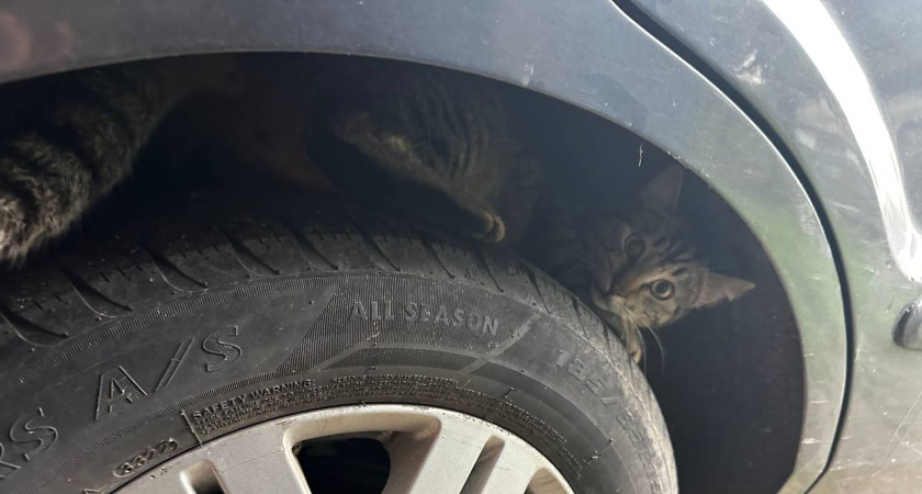 Секрет опытных водителей: почему нельзя сразу трогаться с места после открытия дверей