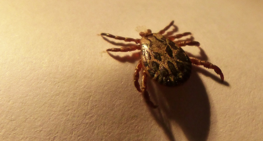 Клещи гибнут молниеносно: копеечное средство оказывается эффективнее всех магазинных аэрозолей