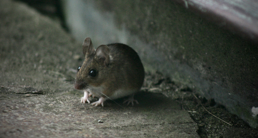 Избавьтесь от грызунов навсегда: старинный, но действенный способ из СССР поможет прогнать всех мышей с дачи