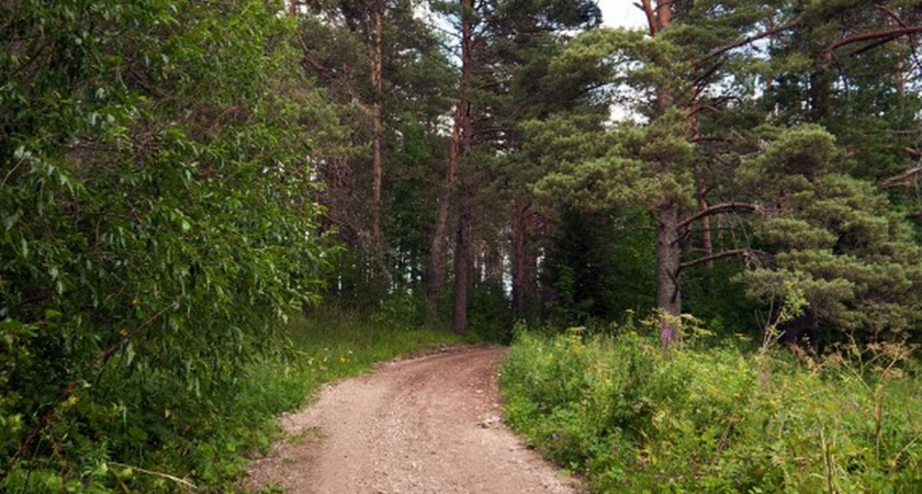 Заблудившегося в Вологодской области 71-летнего пенсионера нашли погибшим в лесу