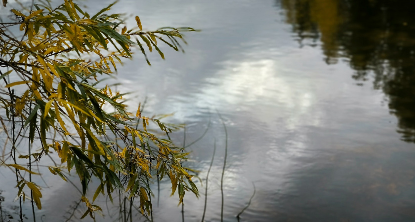54-летний мужчина утонул в реке в Вологодской области 