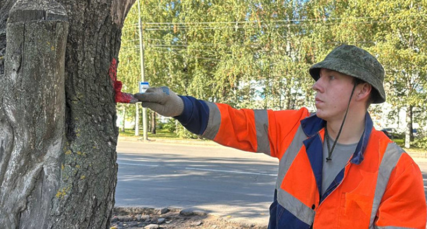 В Вологде продолжается кампания по выявлению аварийных деревьев