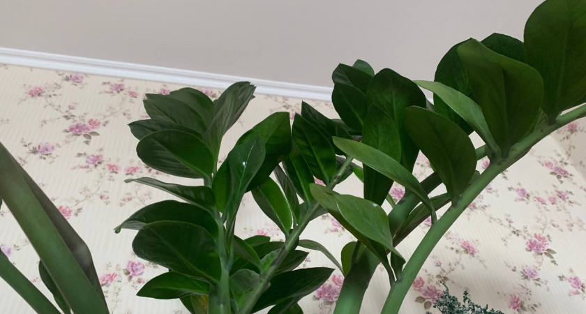 Для наращивания листьев замиокулькасу достаточно добавить 1 гр. на литр — и суккулент мощнее баобаба