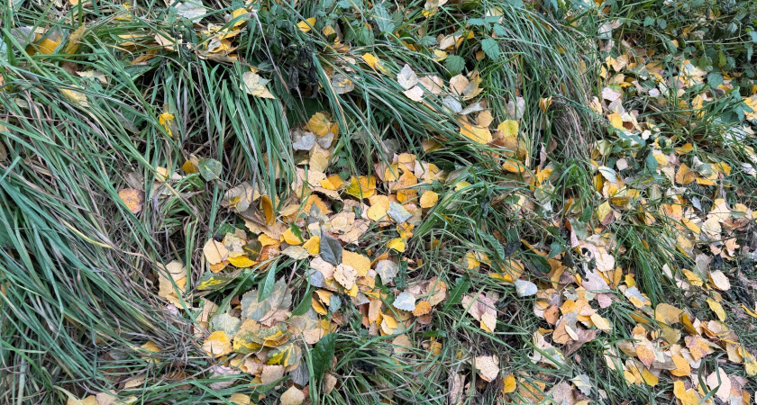 Вологодскую область накроют дожди и порывистый ветер 19 сентября