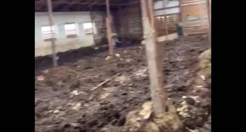 В Вологодской области фермеру дали два дня на исправление условий для свиней после жалоб