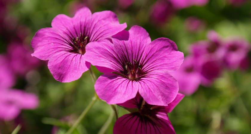 Бабка шепнула на базаре секрет— и мертвая герань превратилась в цветочного монстра: пуляет без остановки 365 дней в году
