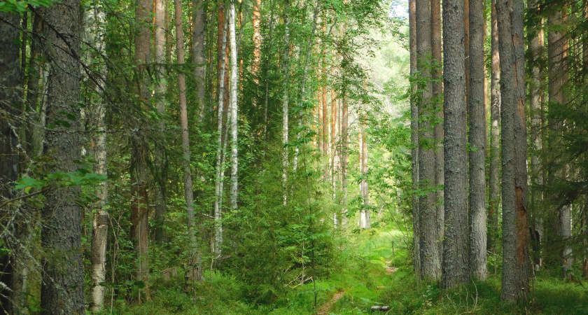 Губернатор Вологодской области поздравил население с Днем работника леса