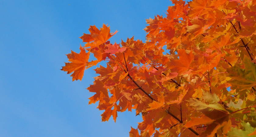 Вологодская область готовится к осеннему похолоданию