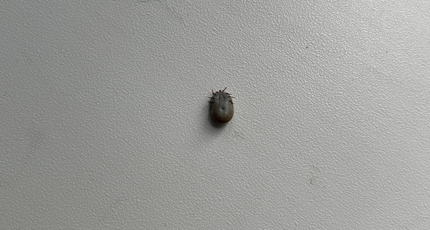 В Вологодской области врачи вывели из комы мать четверых детей после атаки энцефалитного клеща