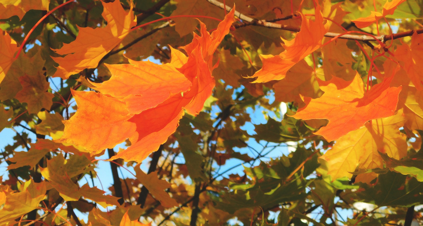 На Вологодскую область надвигаются первые заморозки