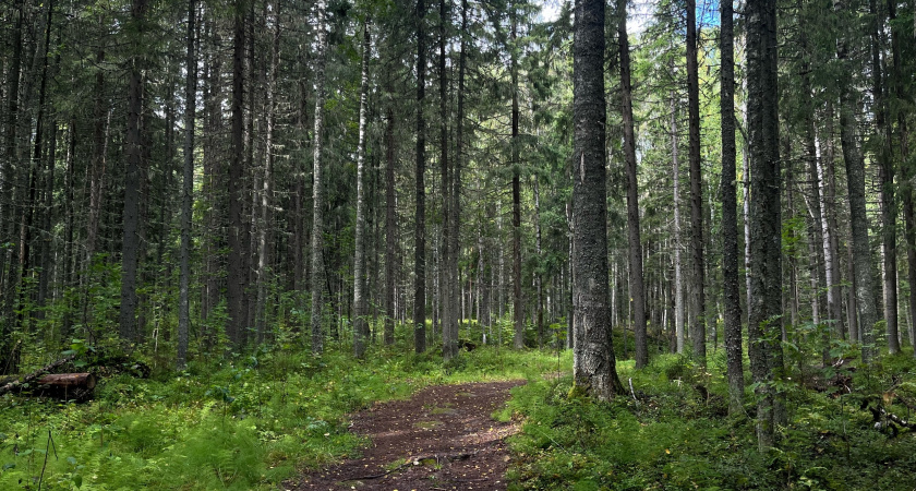 В Вологодской области с начала года пропали 120 человек