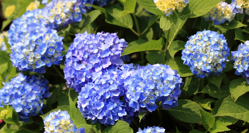 Поливаю метельчатую гортензию осенью особым раствором. Морозы до -30 выдержала без укрытия