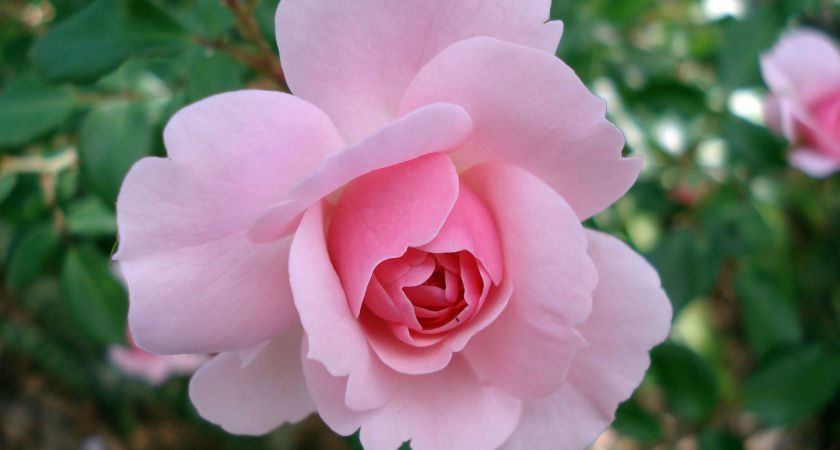 Укрываю розы воздушно-сухим способом 7 лет. Соседи окучивают землей, а весной жалуются