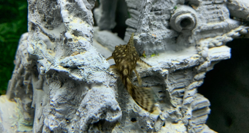 Вологодская область пополнит водоемы рыбой для восстановления экосистем