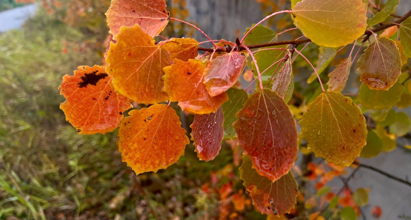 В Вологодской области ожидается похолодание