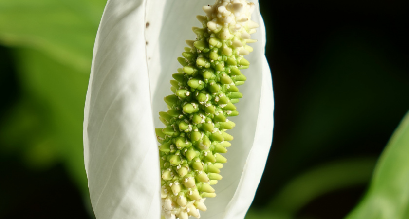 Знакомый цветовод подсказала, как простым способом заставить спатифиллум пышно цвести