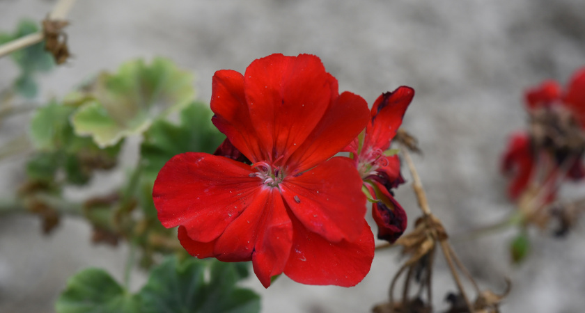 Ни один листик не упадет с герани: 1 подкормка в горшок - цветок мощно цветет всю зиму