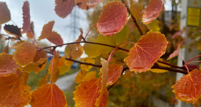 Вологодскую область на выходных накроет антициклон с переменной облачностью