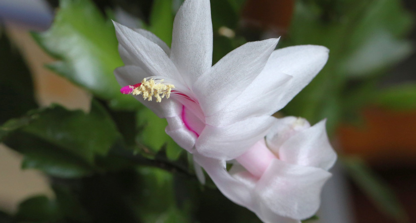 Бюджетная подкормка для декабриста, удовлетворяющая все его потребности. После неё закладывает десятки бутонов и растёт здоровым