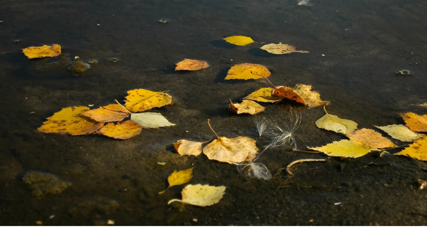 Вологжан порадует теплая осенняя погода в ближайшие дни