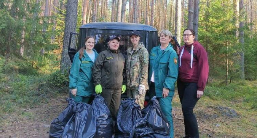 Леса Вологодчины очищают от мусора совместными усилиями