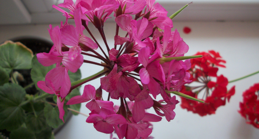 Не уксус и не спирт: вот чем обработать комнатные цветы от тли – вредитель испарится после 1 применения