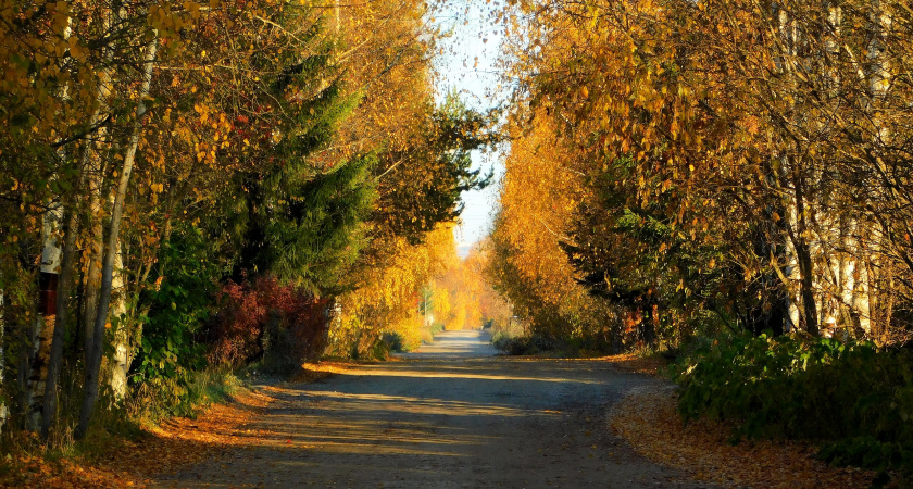 Вологодскую область 9 октября ждут туманы и прохладная погода