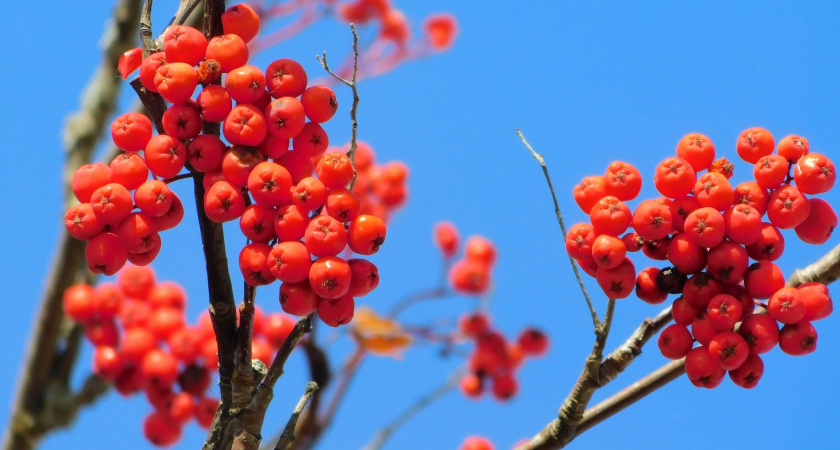 Осенняя непогода наступает: Вологодскую область ждут дожди и туманы 10 октября