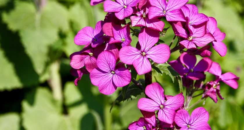 Ни один листик не упадет с герани: 1 подкормка в горшок - цветок пышно фонтанирует всю зиму
