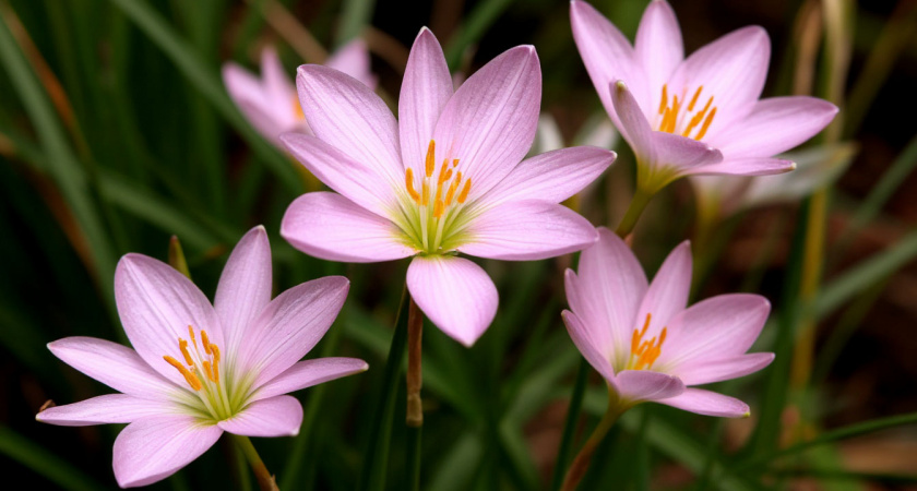 Когда завела впервые - без жалости выбросила через полгода. Завела второй - не нарадуюсь. Зефирантес