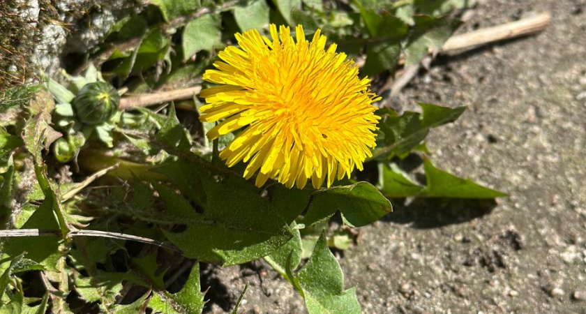 Почему в США нет сорняков на дорожках из плитки: мы боремся, а они предотвращают их появление ещё в зародыше