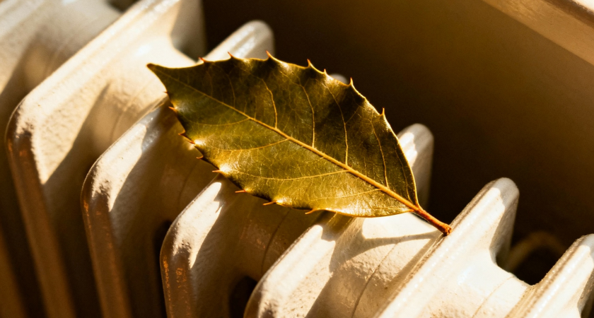 С первыми заморозками кладу лист лавра на батарею — и живу без бед: мгновенно приносит пользу — вся семья замечает разницу